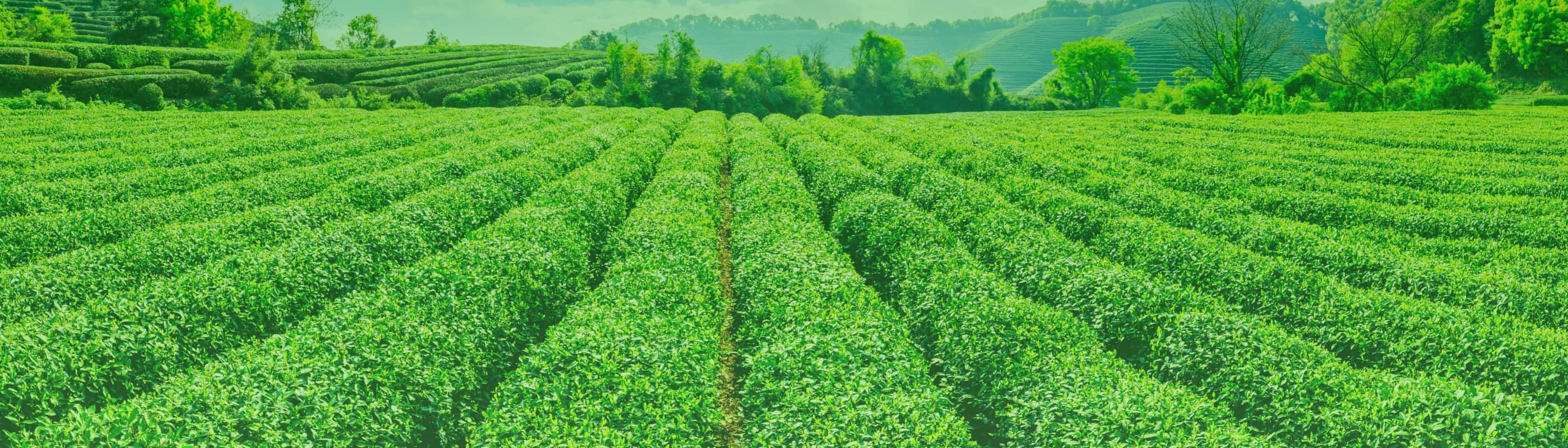 背景画像
